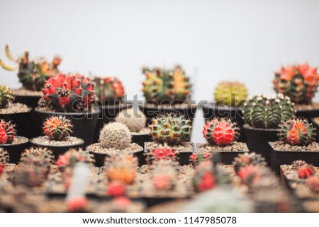 Cactus in the shopping market