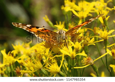  Macro picture of beautiful butterfly on yellow flower. European butterly.