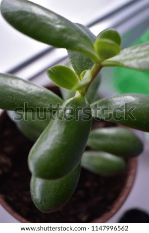 Green indoor plant 
