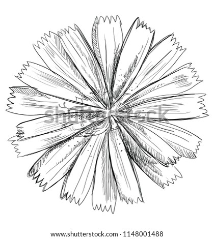 Hand drawn Cichorium flower. Vector monochrome illustration isolated on white background.