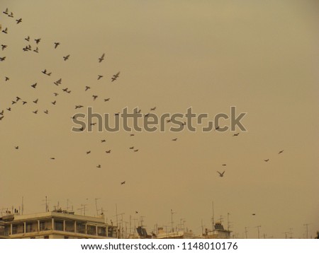 Urban View Of Thessaloniki Sky With Birds Flying 