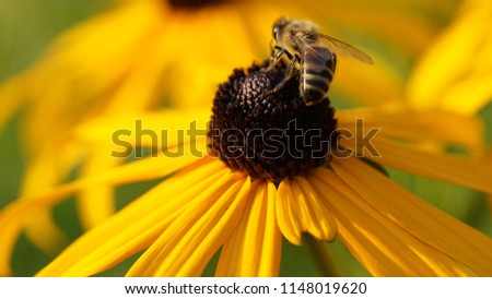 Black eyed flower with bee on it