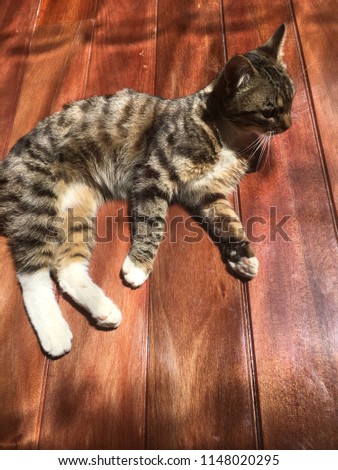 Tiger cat receiving some sun