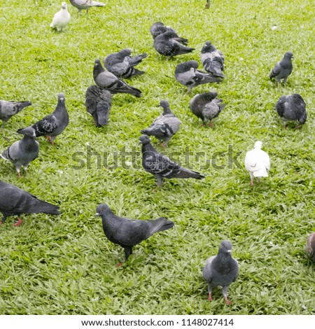 The pigeons are eating at the lawn.
