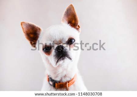 Evil Chihuahua looks into the camera with a displeased expression of the muzzle. Royalty-Free Stock Photo #1148030708