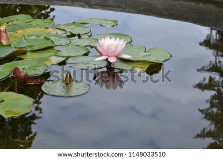 Gently pink waterlily on the water