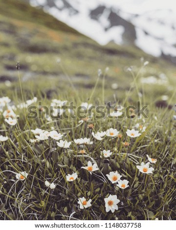 Alpine meadow with potentilla flowers blooming on Whistlers mountain in Jasper National Park Canada