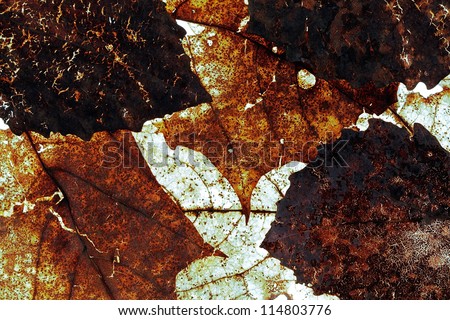 grunge leaves background in autumn
