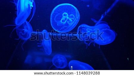 A tropical group of blue jellyfish in a aquarium