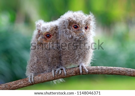 Two baby owl on branch, bird on branch