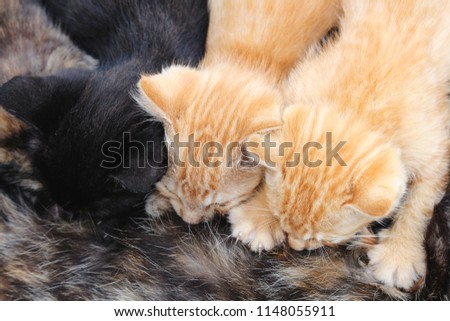 Three young kittens breastfeeding from tortoishell mom cat