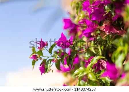 Blooming bougainvillea. Magenta bougainvillea flowers. Floral background. Copy space