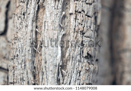 nature macro photography - horizontal close up of an old baobab trunk, outdoors on a sunny summer day in the Gambia, Africa