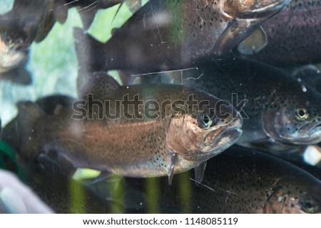 Living fish rainbow trouts, Oncorhynchus mykiss, swimming in aquarium 