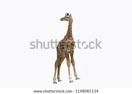 Little giraffe isolated