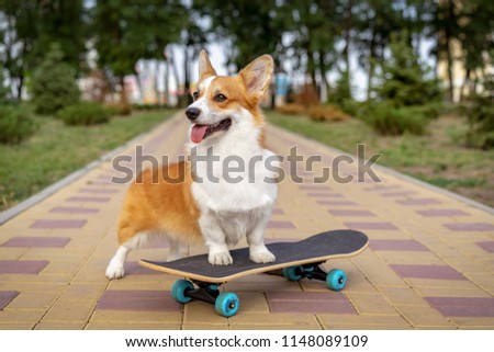 cute dog puppy redhead  pembroke welsh corgi standing  a skateboard on the street for a summer walk in the park, smiling, sticking out his tongue