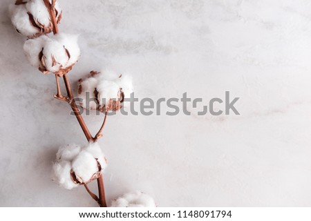 Cotton flower branch on white marble background from above. Minimal layout