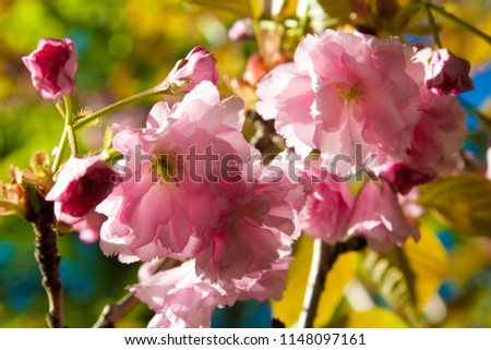 Сherry flowers spring abstract wallpaper photo. 