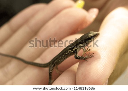 Young lizard in the hands of woman