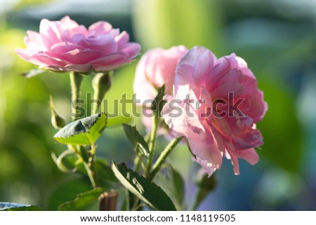 Damask Rose flowers have property medicine.