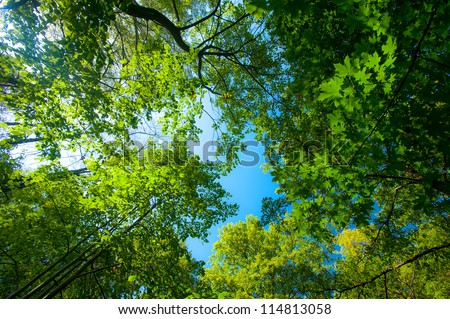 Lush green foliage, birch trees and clear sky in the forest in autumn Royalty-Free Stock Photo #114813058