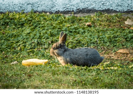 tiny bunny eating a slice of zucchini on the grass under the setting sun light Royalty-Free Stock Photo #1148138195