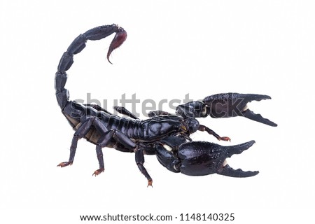 Emperor Scorpion, Pandinus imperator, of white background.  Images of high-resolution scorpions suitable for graphic work or tattoo shops.