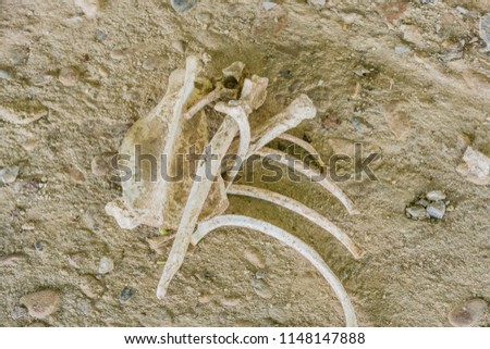 Scattered bones of animal laying on ground of dirt and rocks.