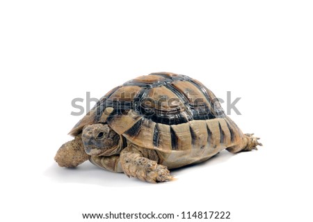 land Turtle isolated on white background testudo hermanni, (Herman's Tortoise)