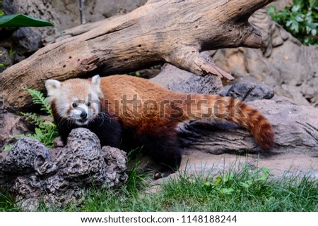 Photo Picture of Lesser Red Panda Firefox Mammal Animal