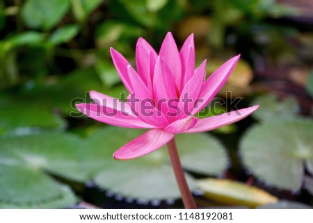 Beautiful lotus flower is complimented by the rich colors