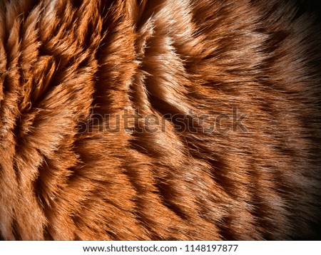 Beautiful wool is a healthy breed of Kurilian Bobtail. Shines in the sunlight. fashionable design background