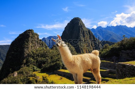 Llema in Machu Picchu Peru