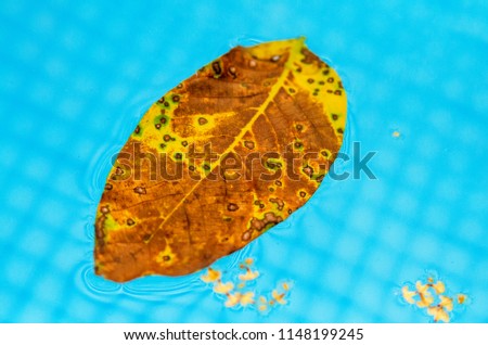 Colorful autumn leaf floating on pool water surface