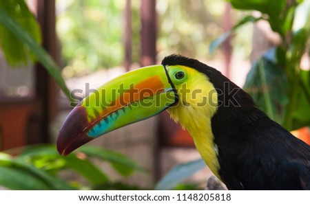 Close up of the colorful keel-billed toucan in a garden