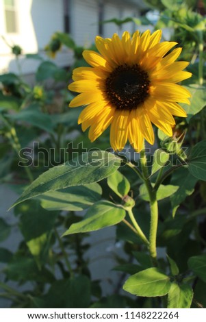 This is an image of a sunflower taken during the summertime using natural lighting in Queens, New York. This photo was taken vertically and features both the stalk and the flower. 