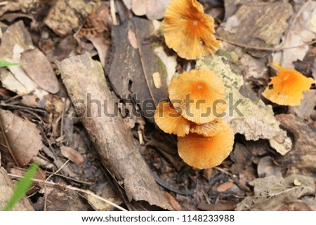 Wild mushrooms yellow flowers