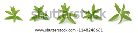 lemon verbena branches with shadow, for herb tea, for fragrance, nice smell like a lemon. French name is verveine. Royalty-Free Stock Photo #1148248661