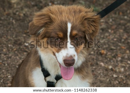 Puppy of australian shepher dog