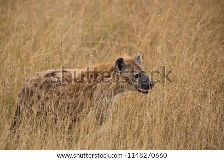 Hyena in Masai Mara National Reserve