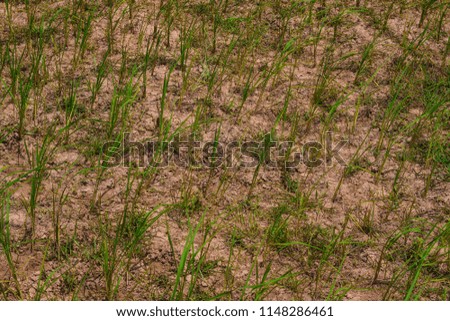 The dry rice field is dehydrated due to seasonal rain.

