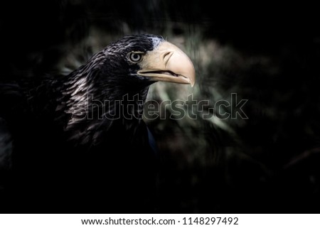 Eye of a Steller's sea eagle 