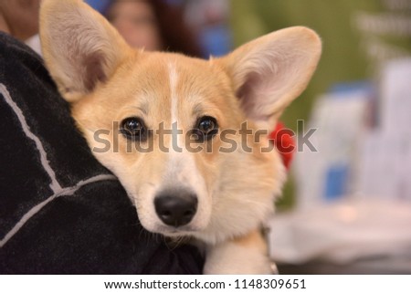 cute corgi on the hands looking at the frame