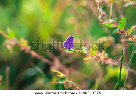 butterflies appear in the summer