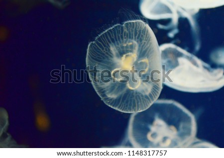 Beautiful transparent moon jellyfish or Aurelia aurita in aquarium