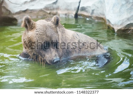Portrait of russian brown bear in water at the zoo