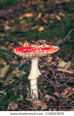 Amanita muscaria, commonly known as the fly agaric or fly amanita. Beautiful mature red poisonous mushroom in forest. Green grass and dry leaves on the background. Filled full frame picture.