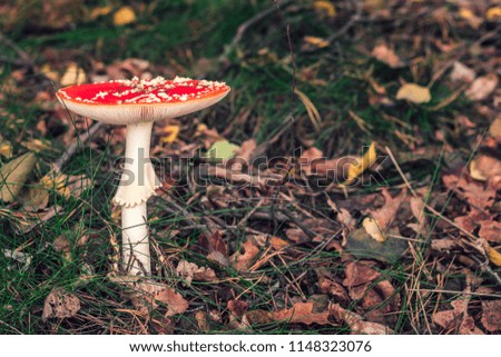 Amanita muscaria, commonly known as the fly agaric or fly amanita. Beautiful mature red poisonous mushroom in forest. Green grass and dry leaves on the background. Filled full frame picture.