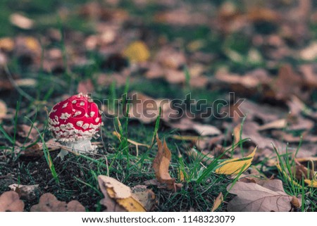 Amanita muscaria, commonly known as the fly agaric or fly amanita. Beautiful little red poisonous mushroom in forest. Green grass and dry yellow leaves on the background. Filled full frame picture.