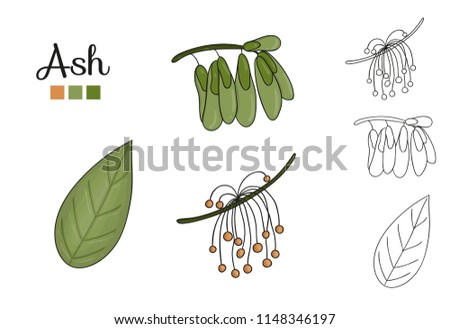 Vector set of ash tree elements isolated on white background. Botanical illustration of ash leaf, brunch, flowers, key fruits. Black and white clip art